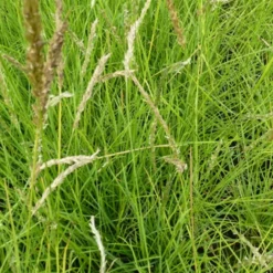 Herbst-Sesleria - Grün das ganze Jahr