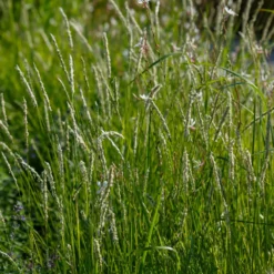 Herbst-Sesleria - Grün das ganze Jahr