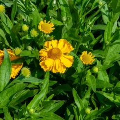 Herbst-Sonnenbraut Pumilum Magnificum - Sonnengelb bis in den Herbst