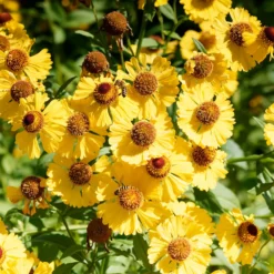 Herbst-Sonnenbraut Pumilum Magnificum - Sonnengelb bis in den Herbst