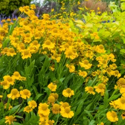 Herbst-Sonnenbraut Pumilum Magnificum - Sonnengelb bis in den Herbst