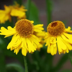 Herbst-Sonnenbraut Pumilum Magnificum - Sonnengelb bis in den Herbst