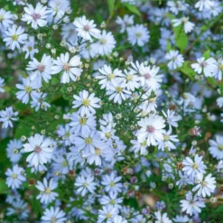 Herzblatt-Aster ‘Ideal’ - Blaue Blütenwolke im Herbst