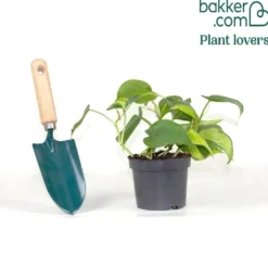 Herzblatt-Philodendron 'Brasil' - Grün, das sofort wirkt
