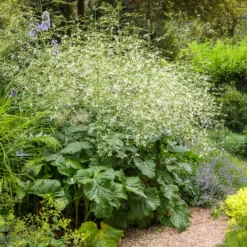 Herzblättriger Blütenkohl - Weiße Blütenwolke im Beet
