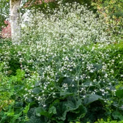 Herzblättriger Blütenkohl - Weiße Blütenwolke im Beet