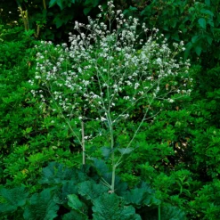 Herzblättriger Blütenkohl - Weiße Blütenwolke im Beet