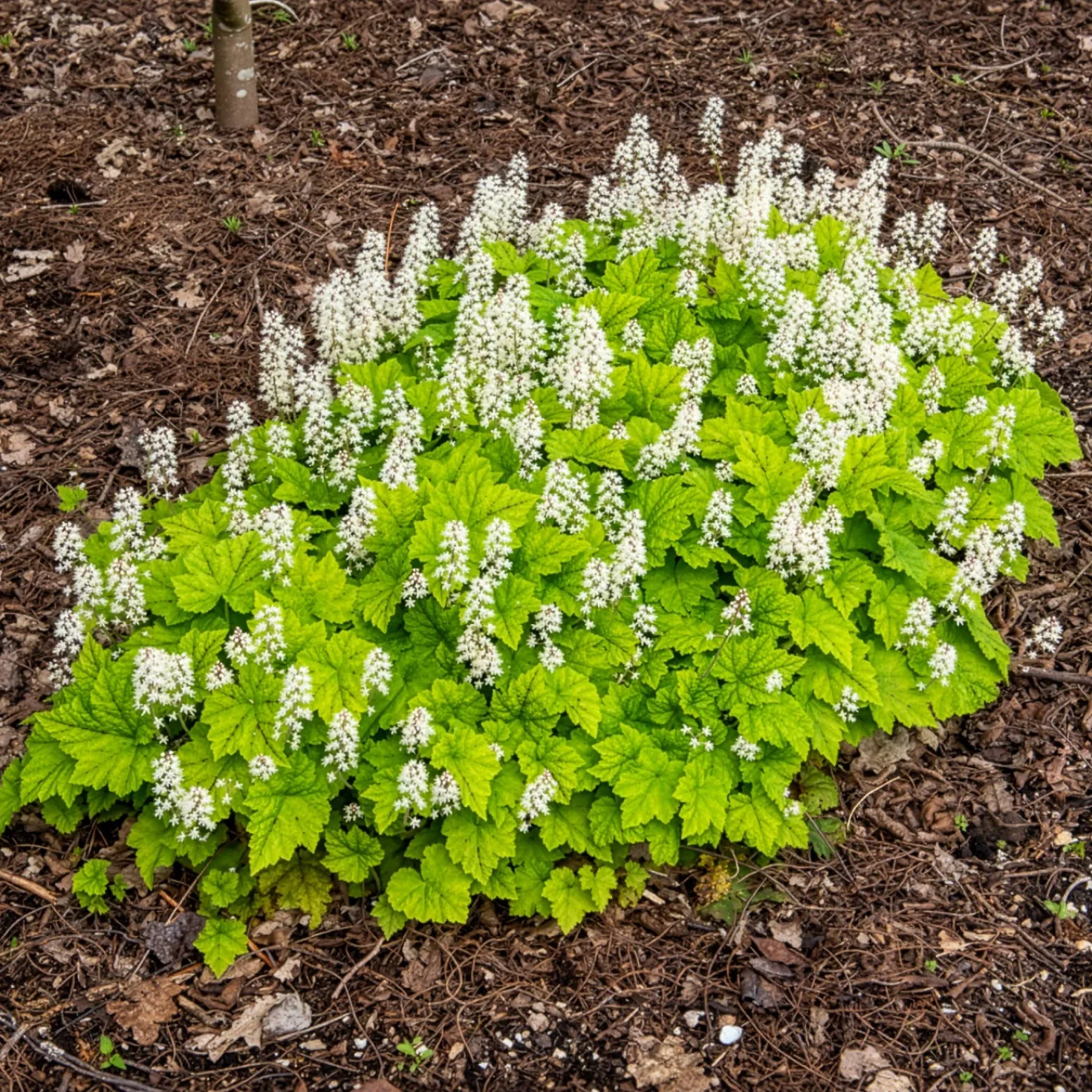 Herzblättrige Schaumblüten - Grün im tiefsten Schatten