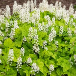 Herzblättrige Schaumblüten - Grün im tiefsten Schatten