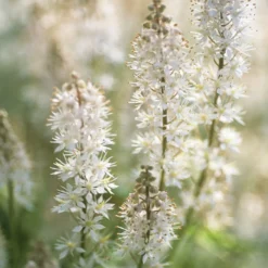 Herzblättrige Schaumblüten - Grün im tiefsten Schatten