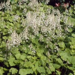 Herzblättrige Schaumblüten - Grün im tiefsten Schatten