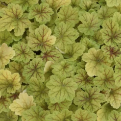 Heuchera Electra - Goldlaub, das leuchtet