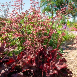 Heuchera Fire Chief - Feuriges Rot das ganze Jahr