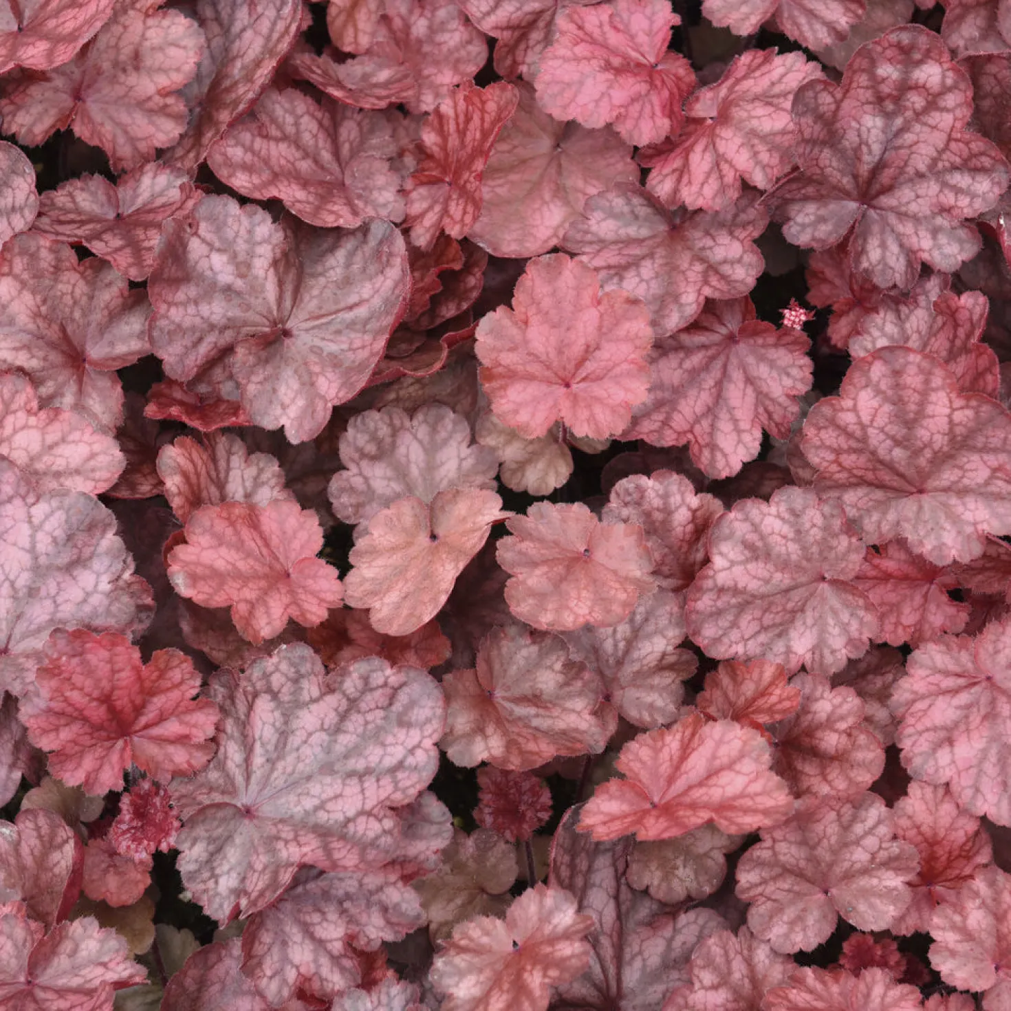 Heuchera Fire Chief - Feuriges Rot das ganze Jahr