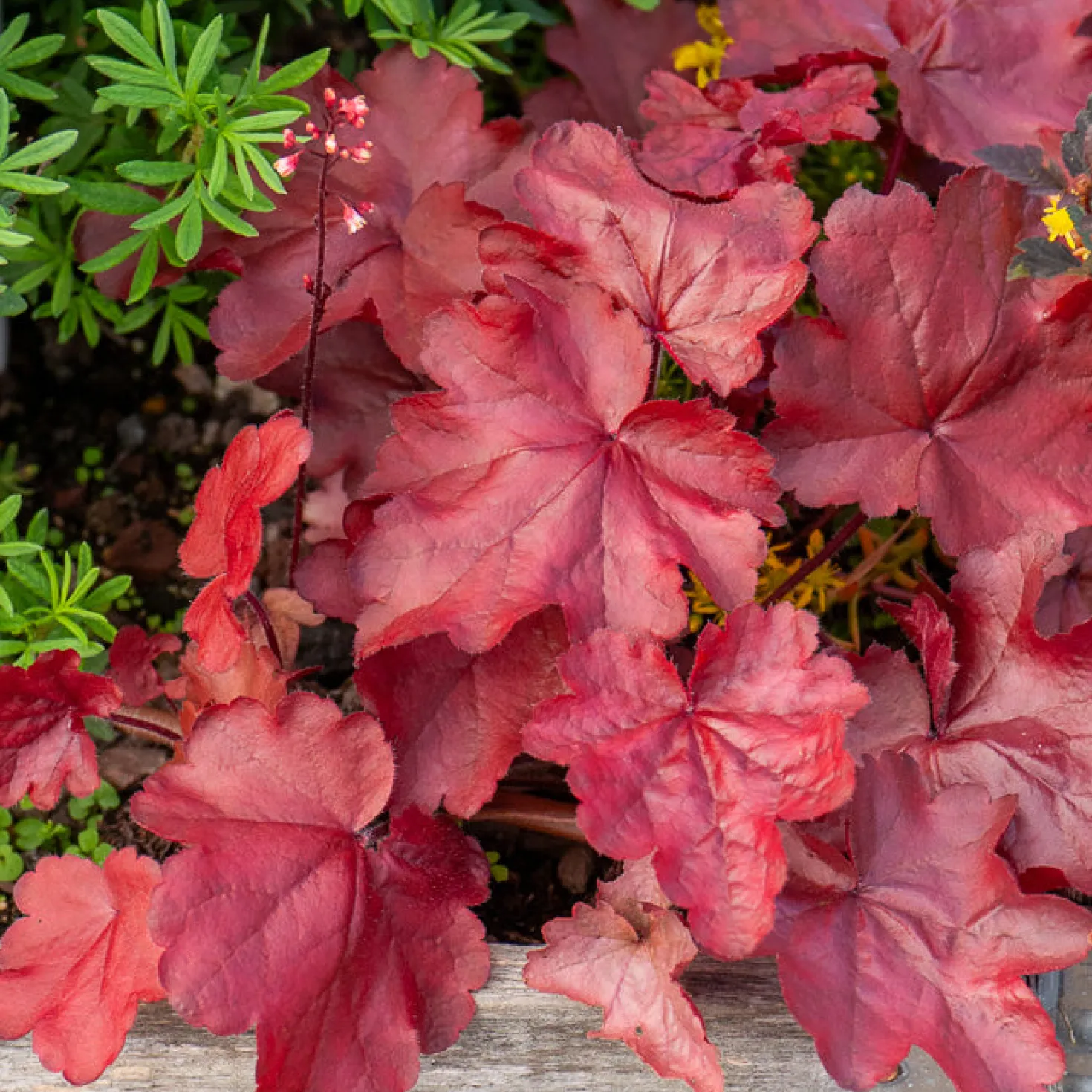 Heuchera Fire Chief - Feuriges Rot das ganze Jahr