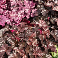 Heuchera Obsidian - Schwarzes Laub das auffällt