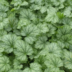 Heuchera Paris - Farbe das ganze Jahr