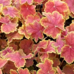 Heuchera Tiramisu - Buntes Laub das ganze Jahr
