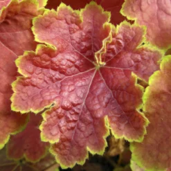 Heuchera Tiramisu - Buntes Laub das ganze Jahr