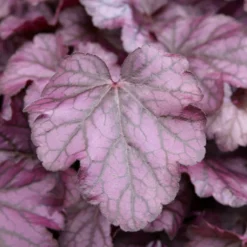 Heuchera Wild Rose - Farbe für schattige Ecken