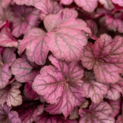 Heuchera Wild Rose - Farbe für schattige Ecken