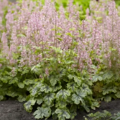 Heucherella Tapestry - Farbe für den Schatten