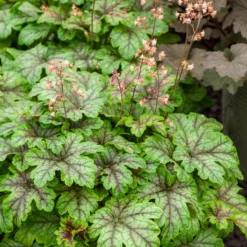 Heucherella Tapestry - Farbe für den Schatten
