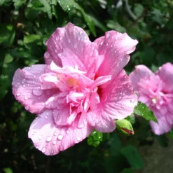 Hibiscus syriacus Ardens - Große Blüten den ganzen Sommer