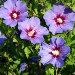 Hibiscus syriacus Blauer Vogel - Blaue Blüten den Sommer lang