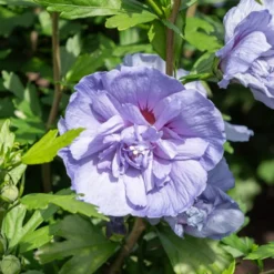 Hibiskus ‘Blue Chiffon’ - Blaue Blüten den ganzen Sommer