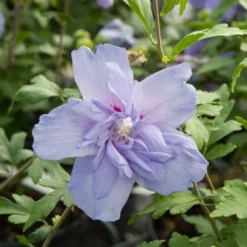 Hibiskus ‘Blue Chiffon’ - Blaue Blüten den ganzen Sommer