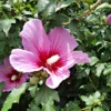 Hibiskus Flower Tower Purple® - Blütensäule für kleine Gärten