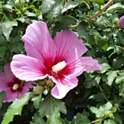 Hibiskus Flower Tower Purple® - Blütensäule für kleine Gärten