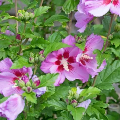 Hibiskus Flower Tower Purple® - Blütensäule für kleine Gärten