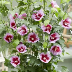 Hibiskus Flower Tower Purple® - Blütensäule für kleine Gärten