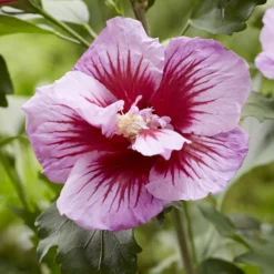 Hibiskus Flower Tower Purple® - Blütensäule für kleine Gärten