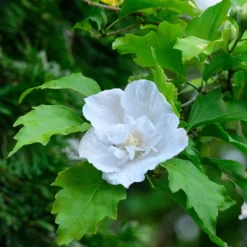 Hibiskus Flower Tower White® - Weiße Blütensäule im Garten