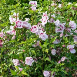 Hibiskus Starbust Chiffon® - Gefüllte Blüten den ganzen Sommer
