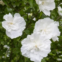 Hibiskus White Chiffon - Weiße Blüten wie Watte