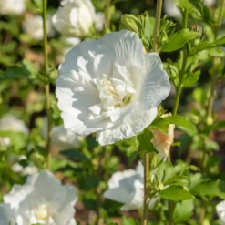 Hibiskus White Chiffon - Weiße Blüten wie Watte