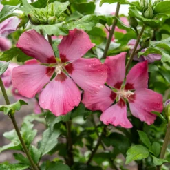 Hibiskus Woodbridge - Rosa Blüten den ganzen Sommer