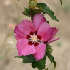 Hibiskus Woodbridge - Rosa Blüten den ganzen Sommer