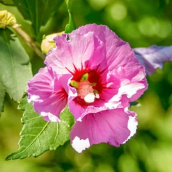 Hibiskus Woodbridge - Rosa Blüten den ganzen Sommer