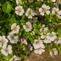 Himalaya-Schleierkraut - Weißer Blütenteppich