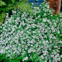Himalaya-Schleierkraut - Weißer Blütenteppich