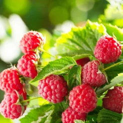 Himbeere ‘Aroma Queen’® - Süße Ernte bis in den Herbst