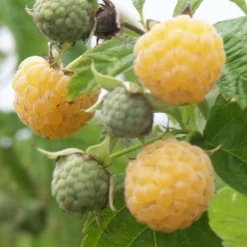 Himbeeren Fallgold - Goldgelb und süß im Garten