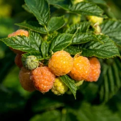 Himbeeren Fallgold - Goldgelb und süß im Garten