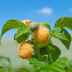 Himbeeren Fallgold - Goldgelb und süß im Garten