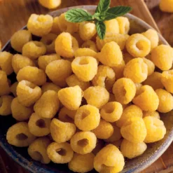 Himbeeren Fallgold - Goldgelb und süß im Garten